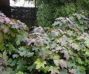 Hydrangea_quercifolia__Burgundy_2.JPG