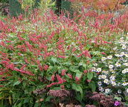 Persicaria amplexicaulis 'J.S. Caliente'