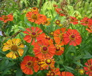 Helenium 'Little Orange'