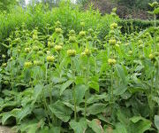 Phlomis russeliana