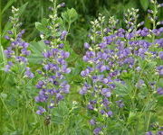 Baptisia australis