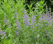 Baptisia_australis_1.JPG