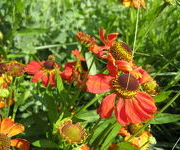 Helenium 'Meranti'