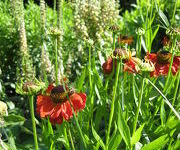 Helenium_Meranti_1.JPG