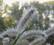 Pennisetum alopecuroides 'Moudry'