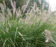 Pennisetum_alopecuroides_Moudry_1.JPG