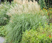 Miscanthus sinensis 'Yakushima Dwarf'