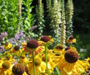 Helenium 'Wyndley'