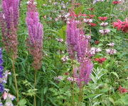 Astilbe chinensis 'Purpurlanze'