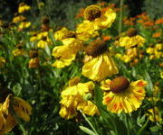 Helenium 'El Dorado'