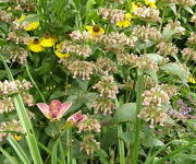 Phlomis samia