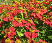 Helenium 'Rubinzwerg'