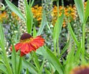 Helenium_Rubinzwerg_1.JPG