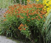 Helenium_Rubinzwerg_5.jpg