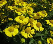 Helenium 'Kanaria'