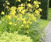 Hemerocallis 'Maikonigin'