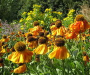 Helenium 'Luc'