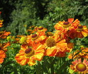 Helenium 'Mien Ruys'