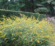 Solidago rugosa 'Fireworks'