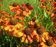 Helenium 'Vivace'