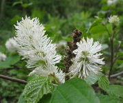 Fothergilla major