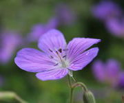 Geranium 'Nimbus'