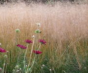 Deschampsia cespitosa 'Goldschleier'