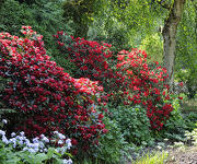 Rhododendron 'Scarlet Wonder'