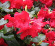 Rhododendron 'Baden-Baden'