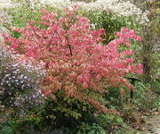 Euonymus alatus