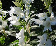 Campanula latifolia 'Alba'