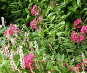 Persicaria affinis