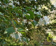 Osmanthus x burkwoodii