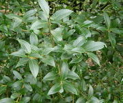 Osmanthus_x_burkwoodii_1.JPG