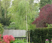 Betula pendula 'Youngii'