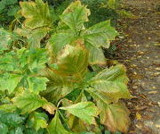 Rodgersia podophylla 'Donard Form'