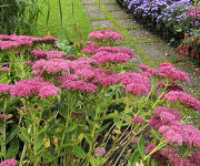 Sedum 'Herbstfreude'