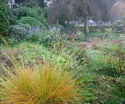 Molinia caerulea 'Heidebraut'