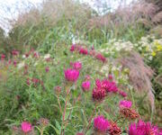 Aster novae-angliae 'Andenken an Alma Potschke'