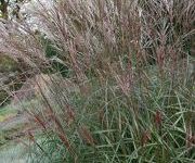 Miscanthus sinensis 'Purple Fall'