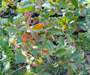 Aronia melanocarpa