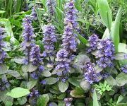 Ajuga reptans 'Atropurpurea'