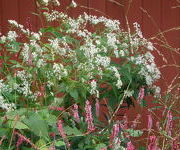 Aster glehnii 'Agleni'