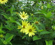 Helianthus 'Lemon Queen'