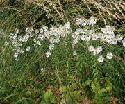 Leucanthemella serotina