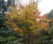 Parrotia persica