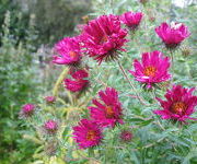 Aster novae-angliae 'Rubinschatz'