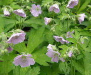 Geranium maculatum 'Beth Chatto'