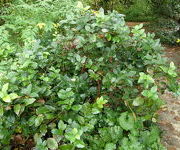 Gaultheria shallon