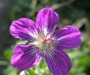 Geranium wlassovianum